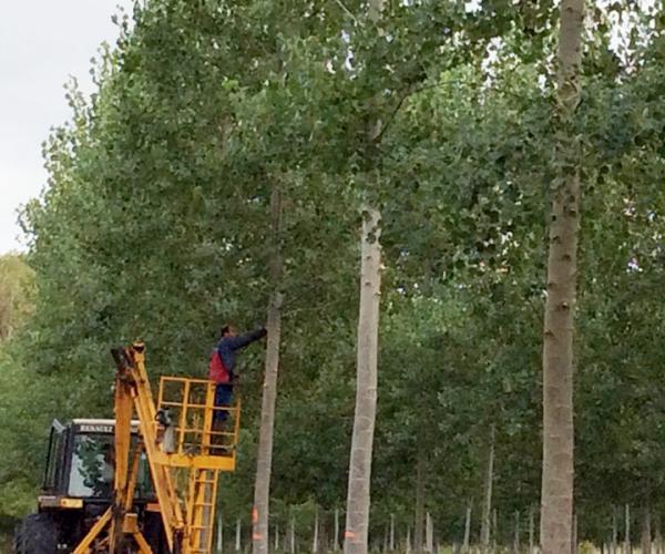 Améliorer la qualité des arbres en élagant.